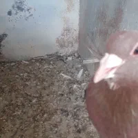 گلی پلنگ نر پریده