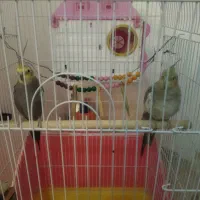 عروس هلندی مولد