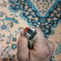 سهره چارگل|پرنده|مشهد, پورسینا|دیوار