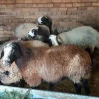 ۸راس میش جوان آبستن وبره دار|حیوانات مزرعه|تاکستان, |دیوار