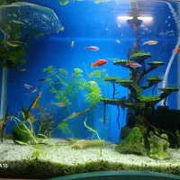 ماهی کاردینال، تترا، دلقک