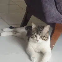 واگذاری گربه رایگان