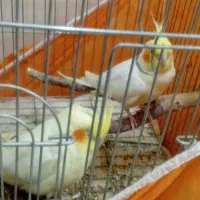 عروس هلندی یکی سخنگو بعلت کمبود جا برای فرش