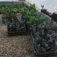 گل زامیفولیا زامفولیا زیر قیمت|گل و گیاه طبیعی|بابل, |دیوار