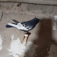 کفتر سینه سیاه بی نظیر