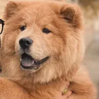 سگ چاو چاو|سگ|تبریز, |دیوار