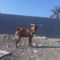 فروش پازن|حیوانات مزرعه|جم, |دیوار