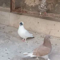 نرسرور نرسرخ ماده امپراطور