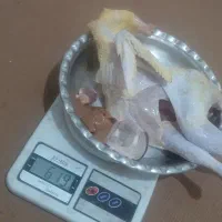 جوجه خروس محلی اصل و ارگانیک