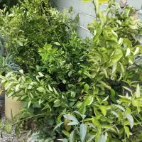 نهال وگل گیاه