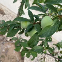 باغ-1000-متری-با-آب-آبیاری-با-انواع-درختان-میوه