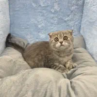 بچه گربه اسکاتیش فولد بلوگلد
