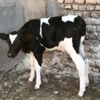 گوساله