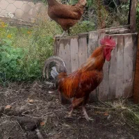 مرغ و خروس محلی