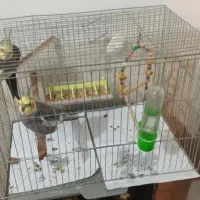 عروس هلندی با قفس