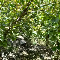 باغ فندق روستای وشنوه|فروش زمین و ملک کلنگی|قم, انسجام|دیوار