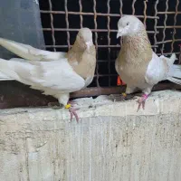 کبوتر پرشی زرد