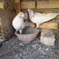 جفت کله دار ارسالی کبوتر|پرنده|کاشان, پشت شهربانی|دیوار