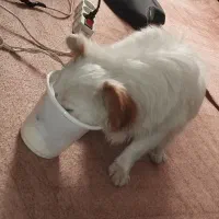 سگ پامر روباهی یک ساله|سگ|دزفول, |دیوار