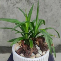 گل آپارتمانی بونسای کادو خاص با گلدان سفالی مخصوص|گل و گیاه طبیعی|مشهد, کارمندان دوم|دیوار