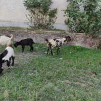 دو عدد بز پاکستانی درشت با بزغاله نر
