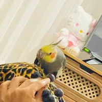 عروس هلندی|پرنده|مریوان, |دیوار