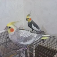 دو عدد عروس هلندی نر|پرنده|شاهین‌شهر, عطار|دیوار