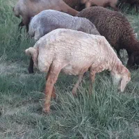 بره ماده هترو بشرط