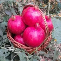 انار دونه مشکی قلعه چم|خوردنی و آشامیدنی|سلفچگان, |دیوار