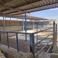 اجاره دامداری صنعتی ۱۷۰۰ متری|اجارهٔ دفتر صنعتی، کشاورزی، تجاری|اهواز, بیست متری شهرداری|دیوار