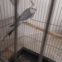 ط . و . ط ی|پرنده|بهبهان, |دیوار