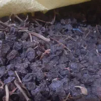 فروش ویژه بیدانه .فخری .افتاب خشک تاکستان|خوردنی و آشامیدنی|تاکستان, |دیوار