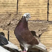 کفتر|پرنده|فردیس, سپید دشت|دیوار