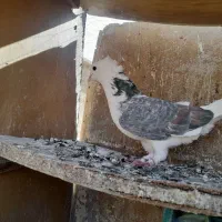 کفتر|پرنده|ساوه, |دیوار