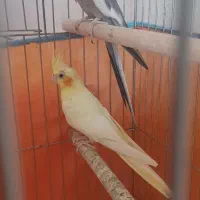 جفت عروس هلندی|پرنده|برازجان, |دیوار