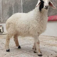 بره نر