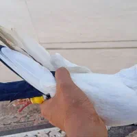 دمبی|پرنده|شوش, |دیوار