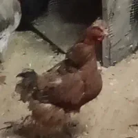 مرغ تخم گذار اردک سالم