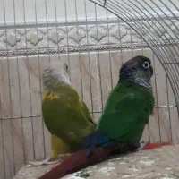 عروس هلندی مولد|پرنده|پاکدشت, پاکدشت (مامازند)|دیوار