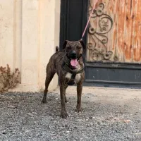 سگ ماده پیتبول