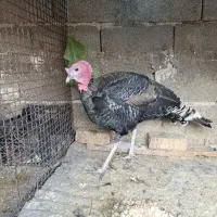 بوقلمون نره ماده