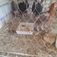 فروش مرغ رسمی و خروس گلین|حیوانات مزرعه|یزد, |دیوار