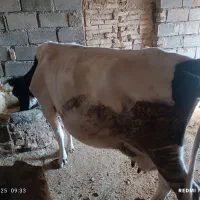 گاو گوساله|حیوانات مزرعه|بروجن, |دیوار