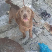 سگ خانگی|سگ|کرمانشاه, |دیوار