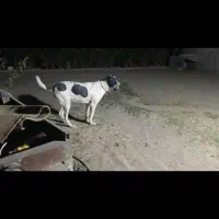 سگ گم شده|حیوانات|نیشابور, مازول|دیوار