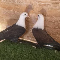 جفت کبوترمخمل ۱۵۰۰تومن