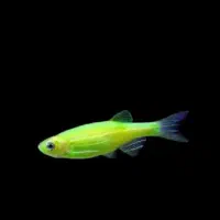 ماهی و لوازم اکواریم|ماهی|قرچک, زیبا شهر|دیوار