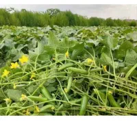 پخش خیار بوته ای مخصوص خیارشور وخوراک