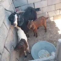 فروش دام