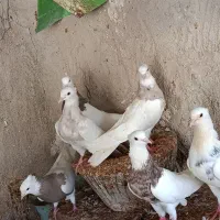 طوقی|پرنده|بستک, |دیوار